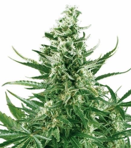 Critical Autofloraison (Zativo)