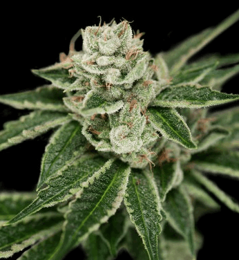 Crockett's Dawg (CFF/DNA)