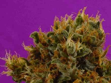 G13 Haze Buddha's Sister