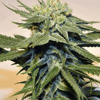 Bubblegum Kush