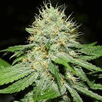 Original Afghan