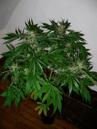 Early Skunk (MNS)