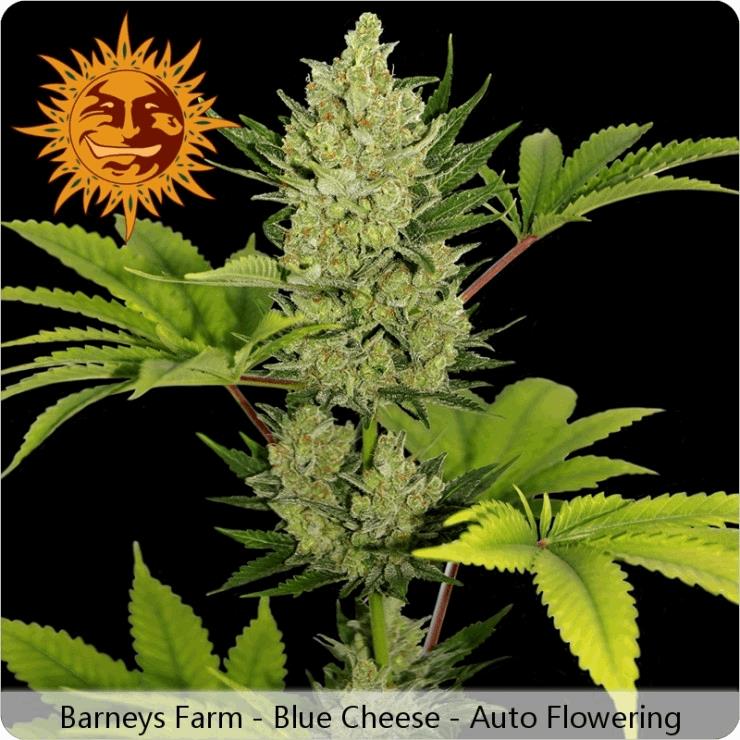 Blue Cheese Auto (BF)