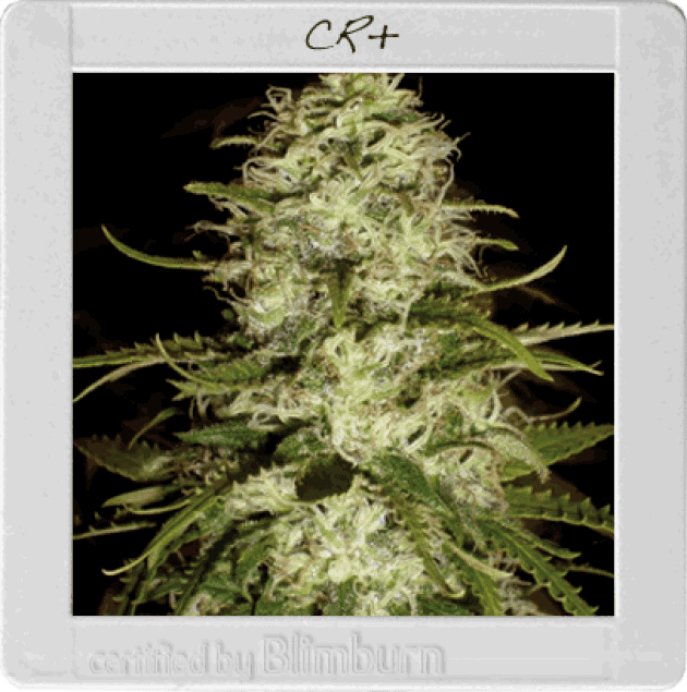 Critical+ (BBS)