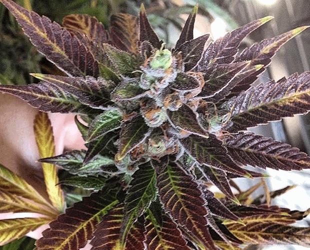 Dank Commander