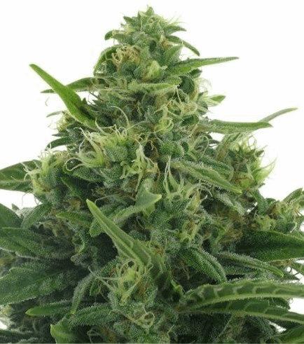 Lowryder 2 Autofloraison (Zativo)