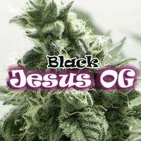 Black Jesus Og