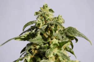 Power Skunk