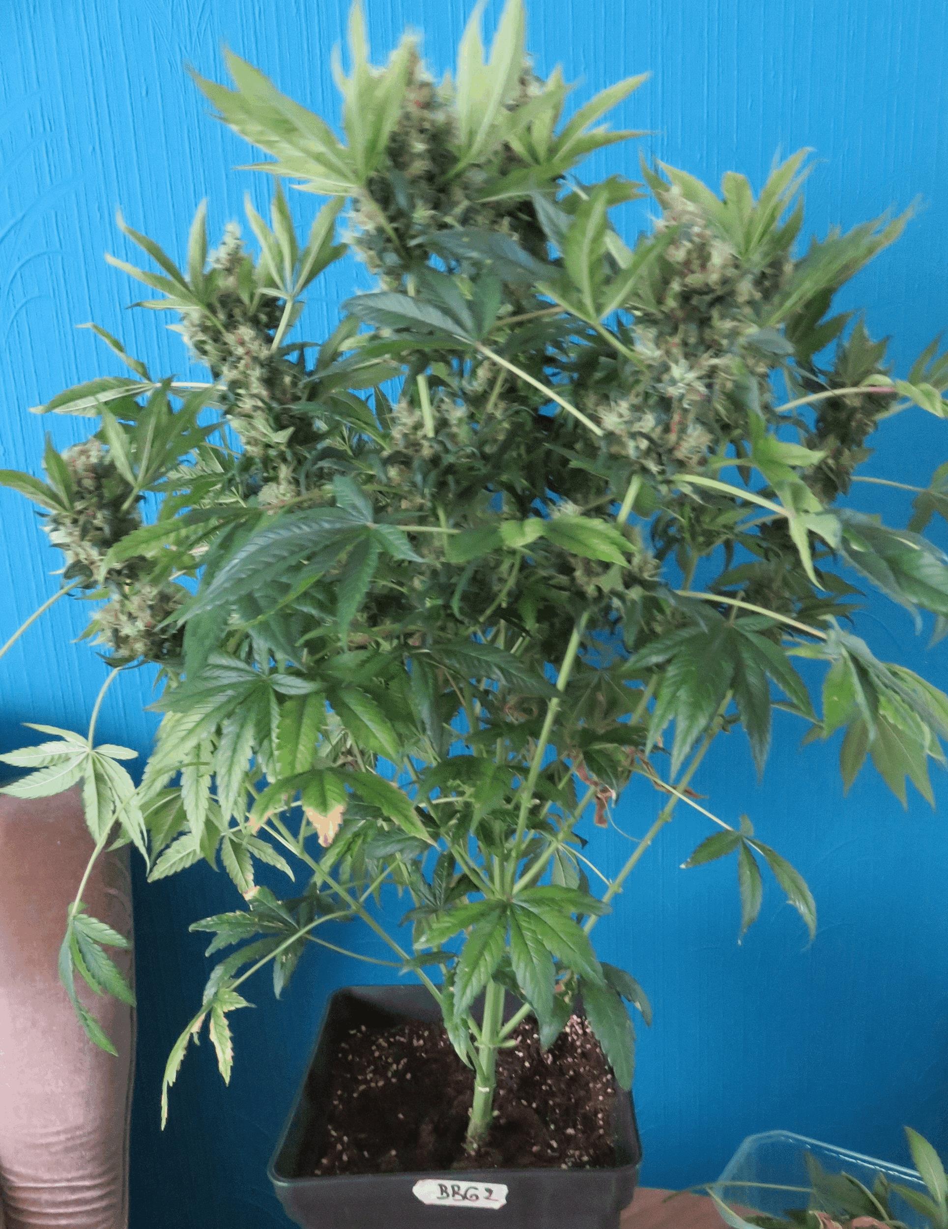 Bubblegum XL
