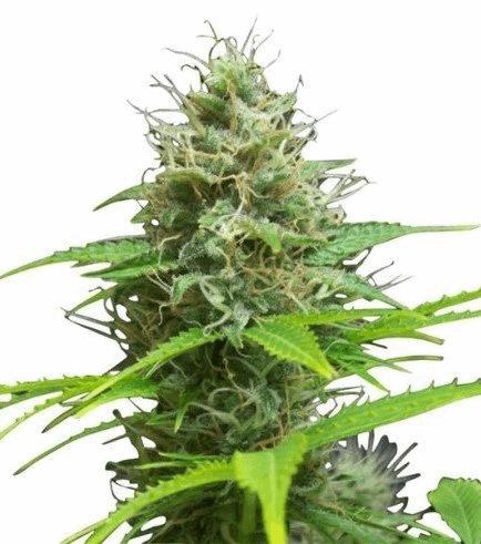 Sweet Candy Autofloraison (Zativo)