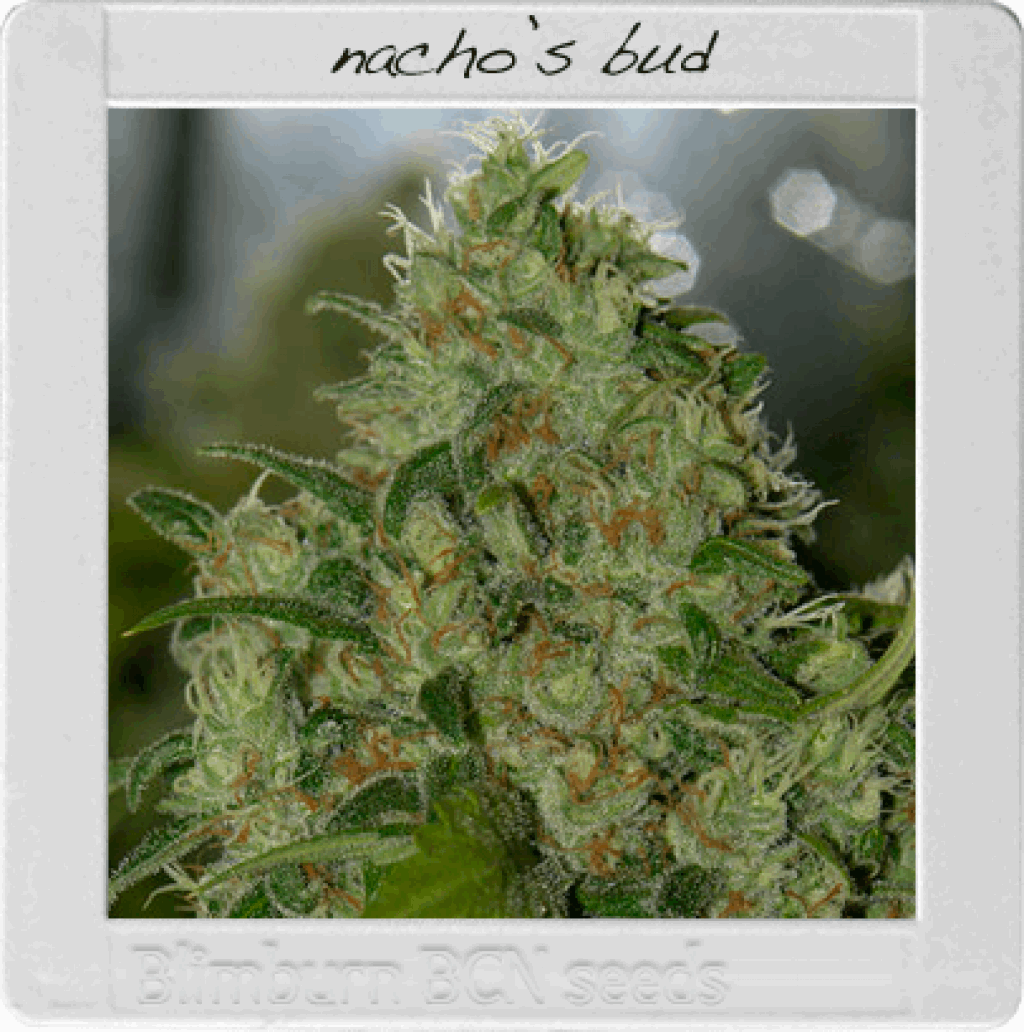 Nacho's Bud (BBS)