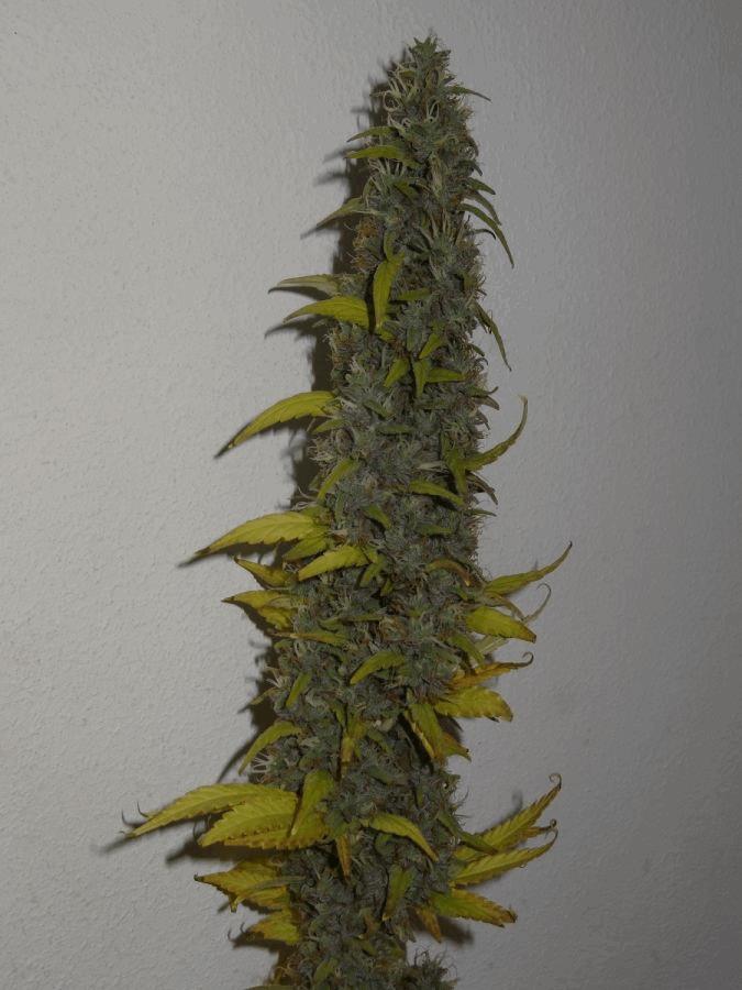 Strawberry Blues (Naw)