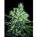 Sweet 'n Sour Widow