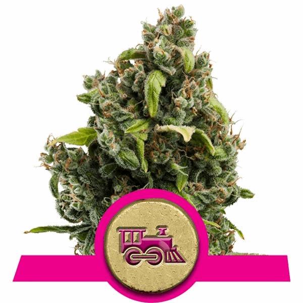 Candy Kush Express - Fast Flowering (RQS)