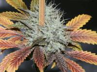 O.G. Kush Mix