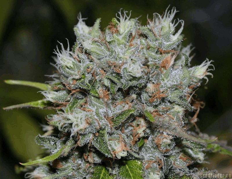 OG.Kush-LemonLarry x DeepChunk