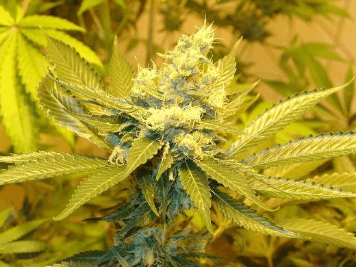 Jack Herer (hg)