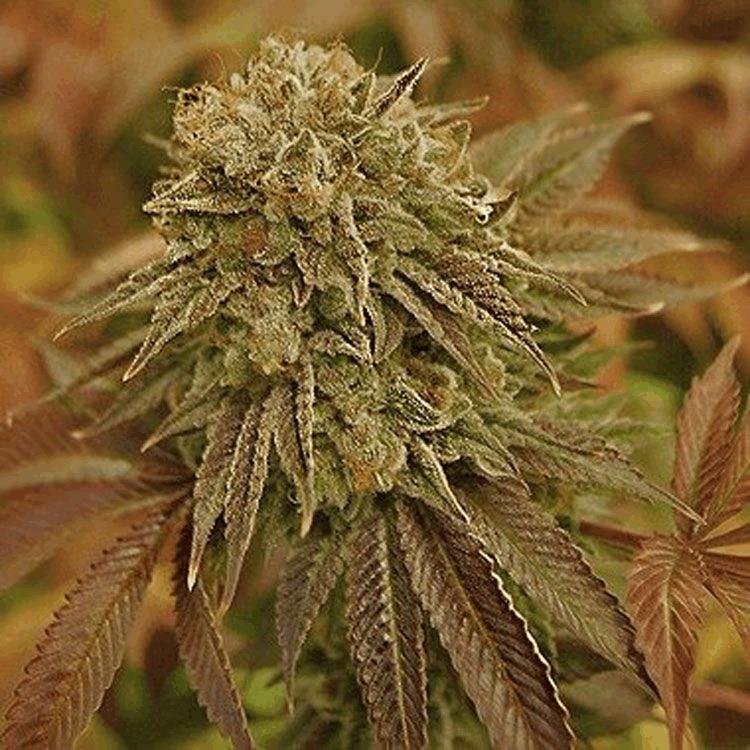 Dr AK Auto