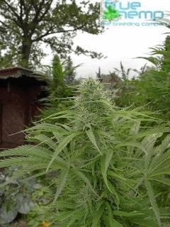 Haze (BH)