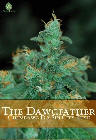 The Dawgfather