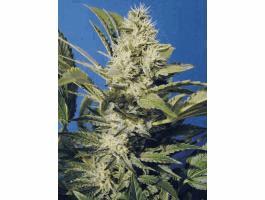 Chocolate Chunk