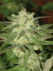 Bluebonic