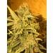 Jack Herer Fast