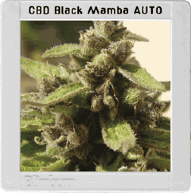 Black Mamba Autoflowering CBD