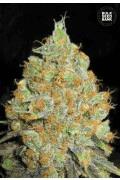 Critical Mass (BSB)