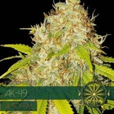 AK-49 Autoflowering