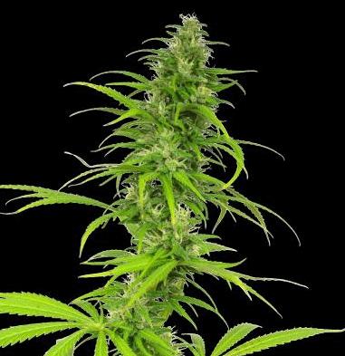 Californian Skunk Haze