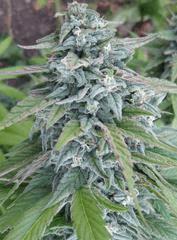 Cannadential