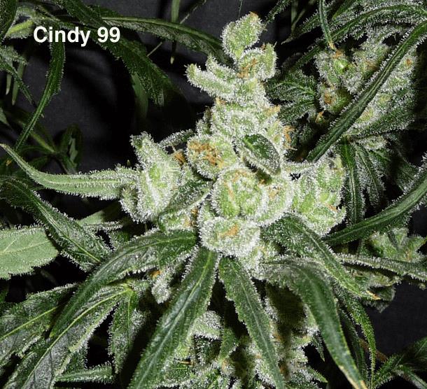 Cindy 99 (Dr. G)