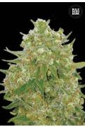 Master Kush Grand