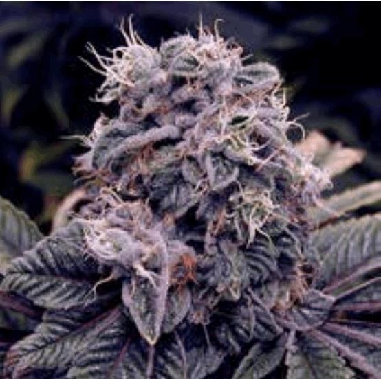 Blue Berry