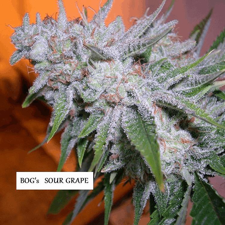 Sour Grape