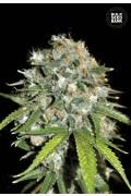 Skunk#99
