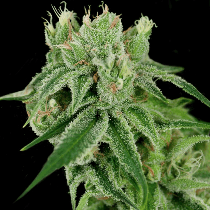 Banana Split (CFF/DNA)