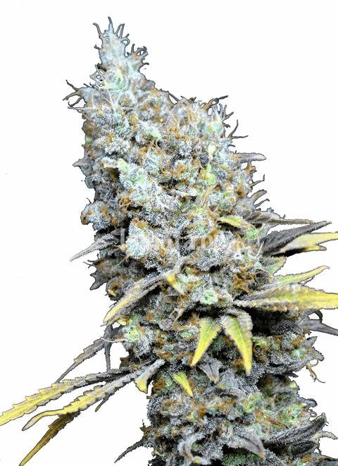 CBD Big Bud Super Skunk