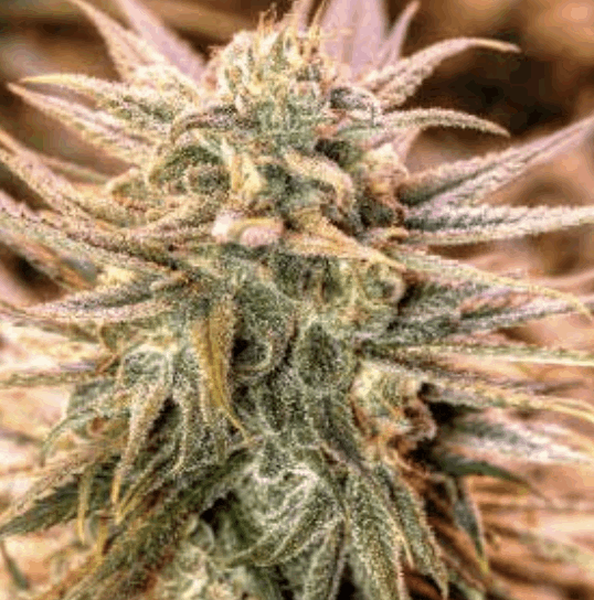 Gold Rush Outdoor