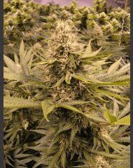Raspberry Cough (TSSB)