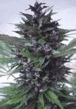 Homegrown Purple