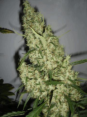 Sannie's Jack
