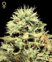 Super Bud (ghs)