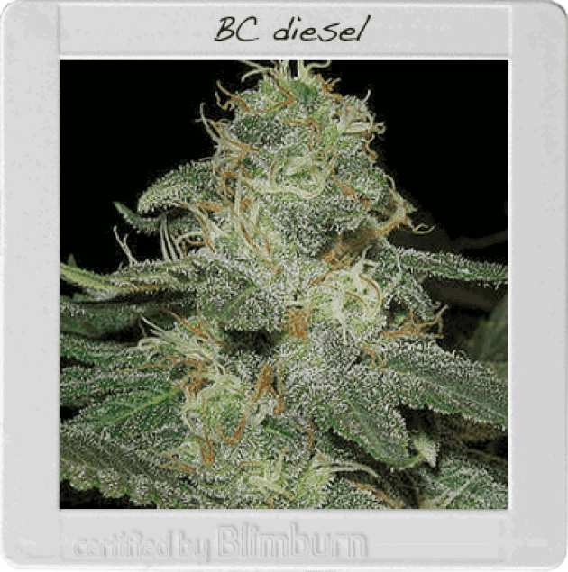 BC Diesel