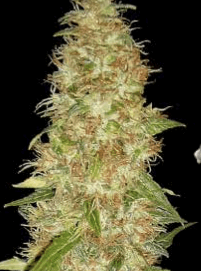 Moon Walker Kush