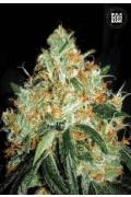 Original Orange Bud