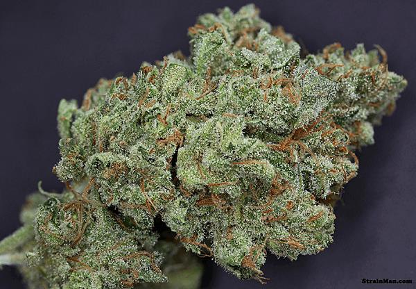 Ghost Train Haze #1