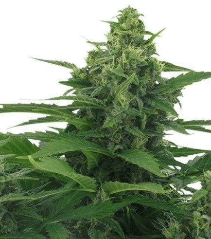 Original Skunk Autofloraison (Zativo)