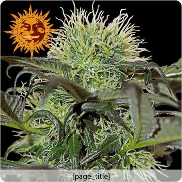 Bad Azz Kush